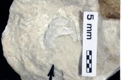 Foto (Detailansicht) von Culmenformosa glaessneri (Robins, Feldmann & Schweitzer, 2013) (NHMW-GEO-1990-0041-0516)